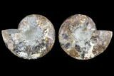 Agatized Ammonite Fossil - Madagascar #113058-1